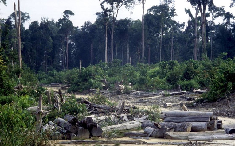 Ekološka katastrofa: U 2018. uništeni milijuni hektara netaknute tropske prašume